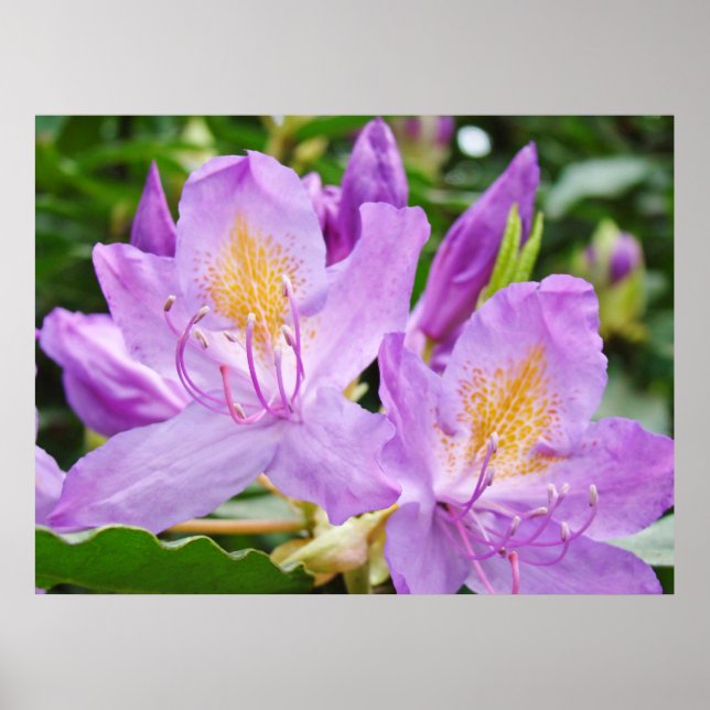 Rhododendrons Blommor-bilder ger ut presenter Rhod Poster (Framsidan)