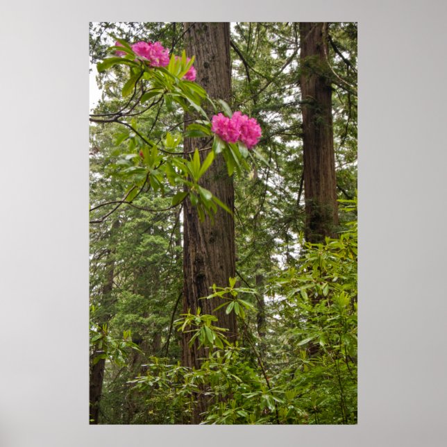 Rhododendrons blooming med Kusten Redwood Träd Poster (Framsidan)