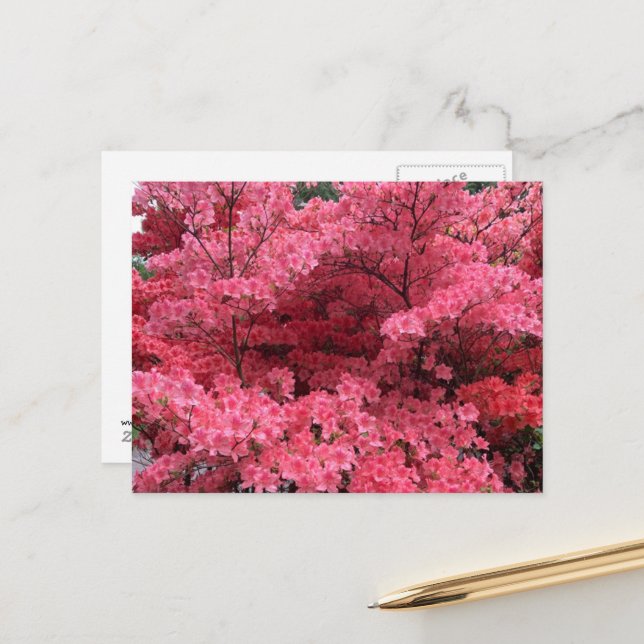 Rhododendrons i Halifax Nova Scotia vykort (Fram/Back In Situ)