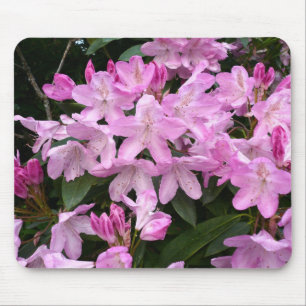 Rhododendrons II Musmatta