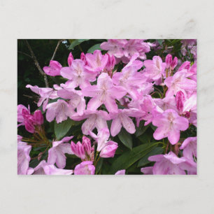 Rhododendrons II Vykort