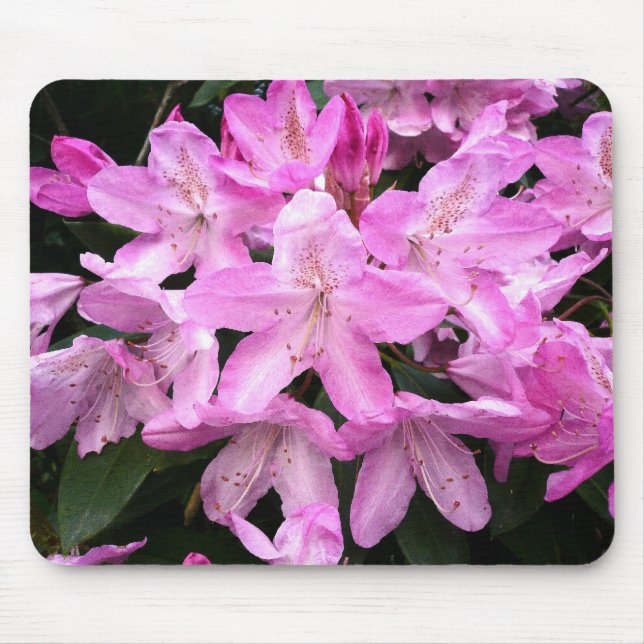 Rhododendrons III Musmatta (Framsidan)