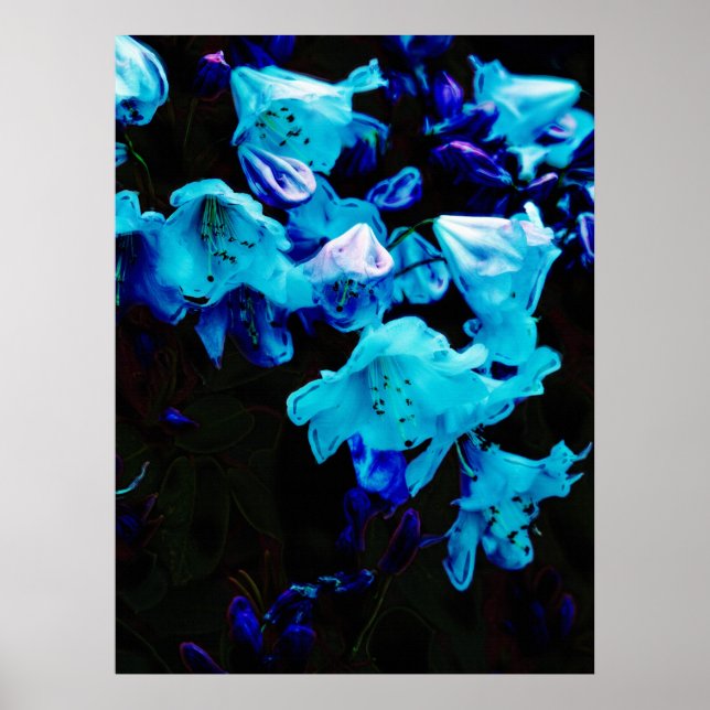 Rhododendrons in Blue, Blommigt, Blåa blommor Poster (Framsidan)