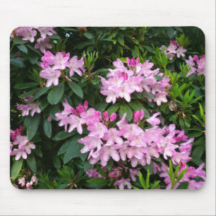 Rhododendrons IV Musmatta