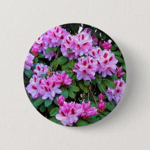 Rhododendrons Knapp