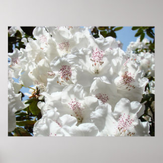 Rhododendrons konsttryck Blommig kontorskonst Poster