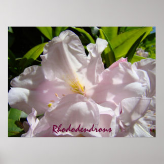 Rhododendrons konsttryck Rosa Rhodies Blommor Poster
