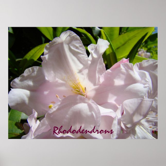 Rhododendrons konsttryck Rosa Rhodies Blommor Poster (Framsidan)