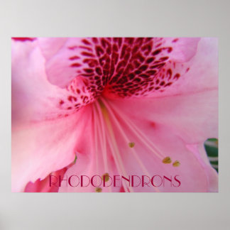 RHODODENDRONS konstutskrifter Poster