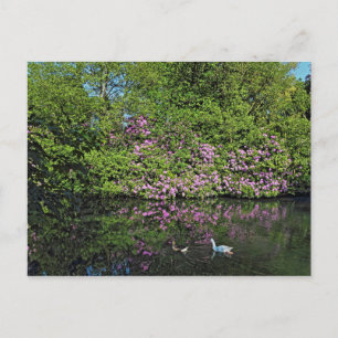 Rhododendrons och Geese. Roath Park Sjö, Cardiff Vykort