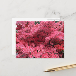 Rhododendrons of Halifax Nova Scotia Postcard Vykort