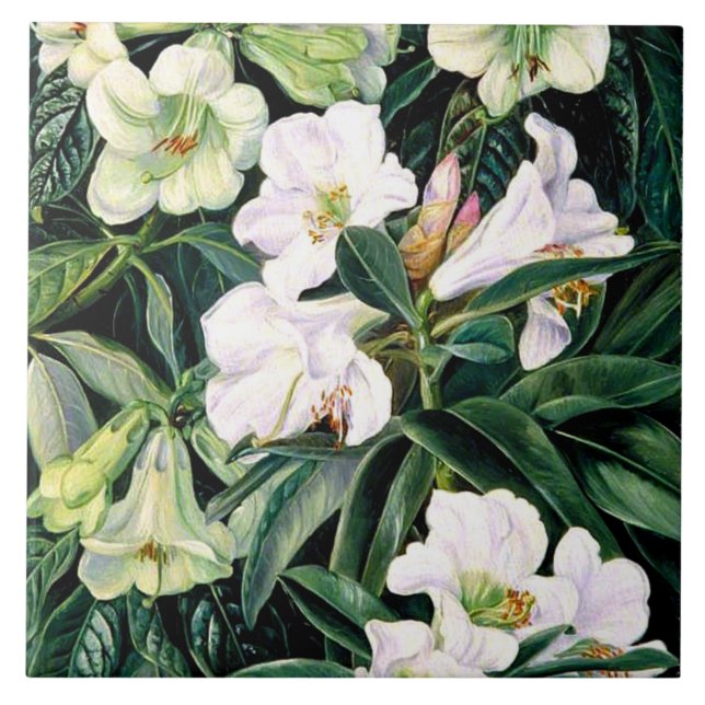 Rhododendrons of North India Kakelplatta (Framsidan)