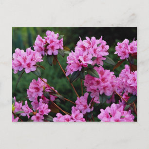 Rhododendrons, Quebec, Kanada Vykort