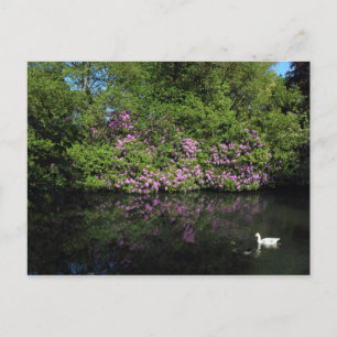 Rhododendrons, Roath Park Sjö, Cardiff Vykort