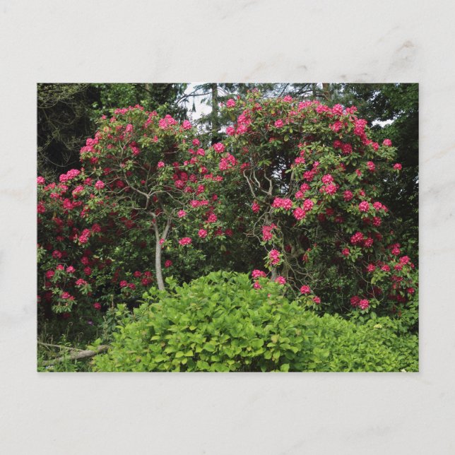 Rhododendrons Vykort (Framsida)