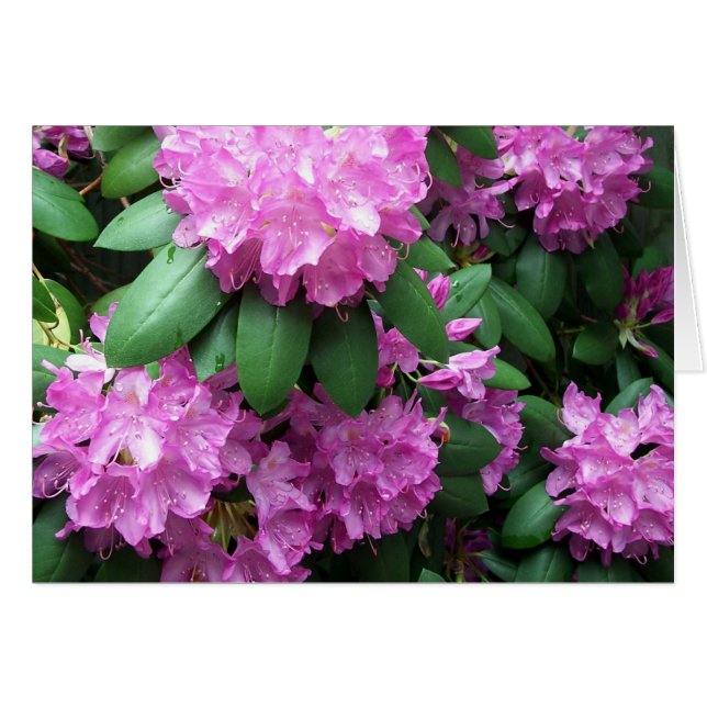 Rhododendronträdgård Hälsningskort (Framsidan Horizontal)