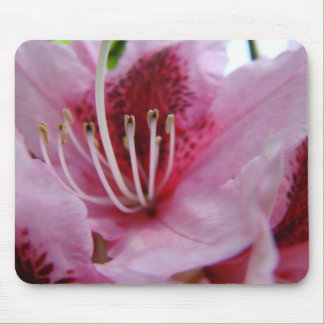 RHODODENDRUM Blommor MUSDÄCKEN MUSDÄCKE Musmatta