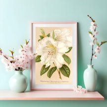 Rhododendrum Sesterianum Blommigt Art