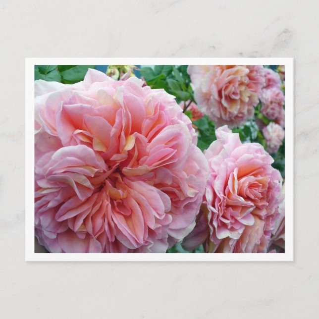 Rhododendrum-vykort Vykort (Framsida)