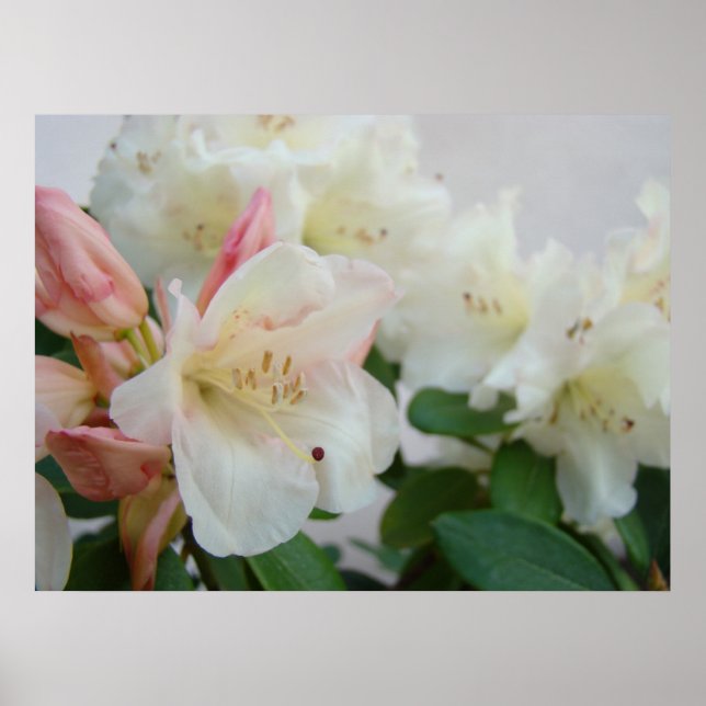 RHODODENDRUMS Azalea Blommor Konsttryck Posters (Framsidan)