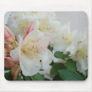 RHODODENDRUMS Blommor MUSDÄCKEN MUSDÄCKE Musmatta