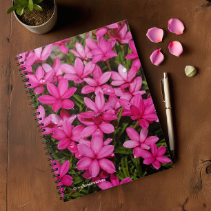 Rhodohypoxis/Red Star/Rosy Posy Anteckningsbok