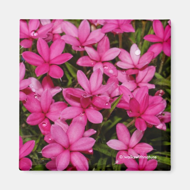 Rhodohypoxis/Red Star/Rosy Posy Magnet (Framsidan)