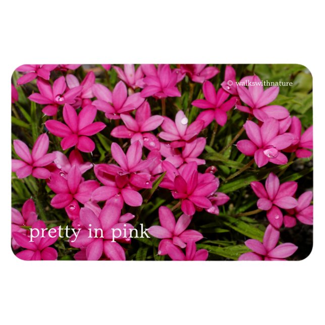 Rhodohypoxis/Red Star/Rosy Posy Magnet (Horisontell)