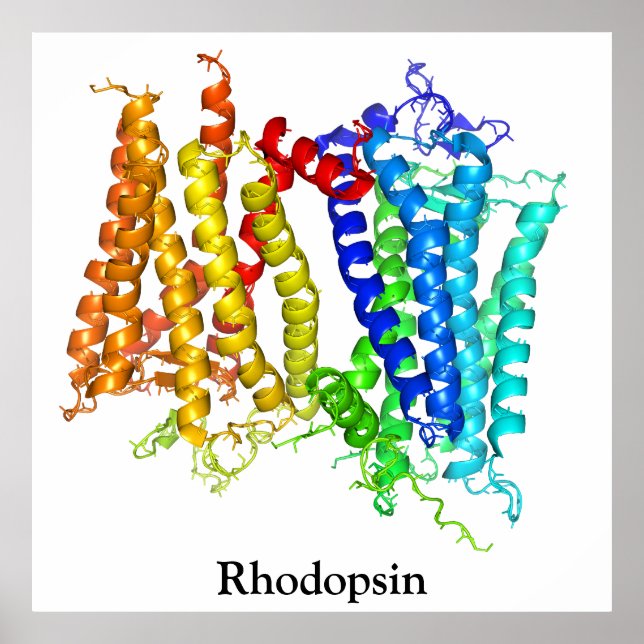 Rhodopsin Poster (Framsidan)