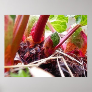 Rhubarb-spridning i Vår Garden Poster
