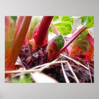 Rhubarb-spridning i Vår Garden Poster