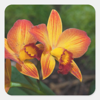 Rhyncattleanthe Kärlek Tapestry Fyrkantigt Klistermärke