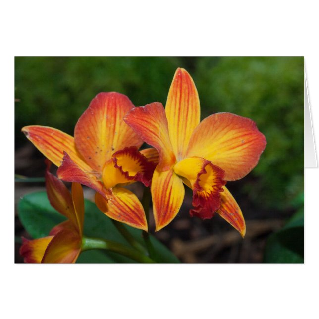 Rhyncattleanthe Kärlek Tapestry Hälsningskort (Framsidan Horizontal)