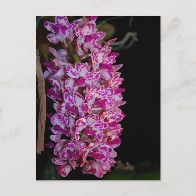 Rhynchostylis gigantea poorchid vykort (Framsida)