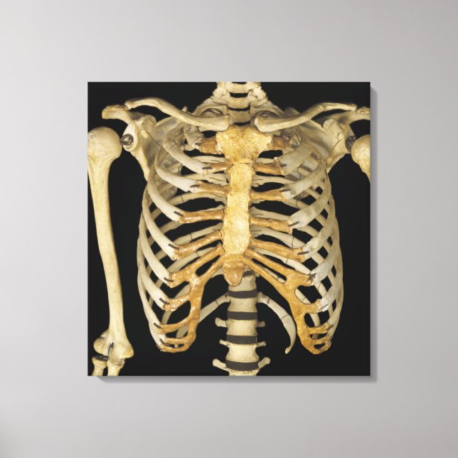 Rib Cage Canvastryck (Framsida)