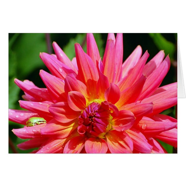 Ribbit Hälsningskort (Framsidan Horizontal)