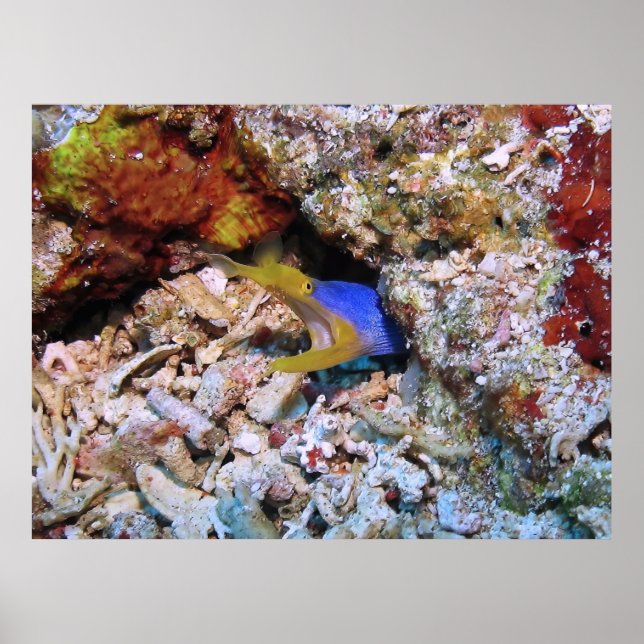 Ribbon Eel Poster (Framsidan)