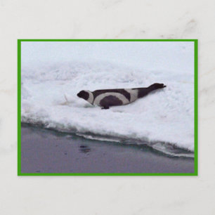 Ribbon Seal Vykort