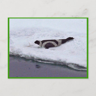 Ribbon Seal Vykort