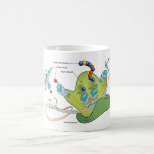 Ribosom mRNA tRNA molekyler proteiner Diagram  Kaffemugg