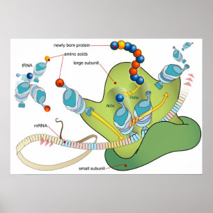 Ribosom mRNA tRNA molekyler proteiner Diagram Poster