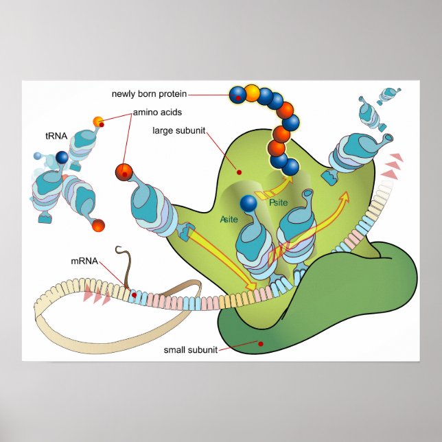 Ribosom mRNA tRNA molekyler proteiner Diagram Poster (Framsidan)