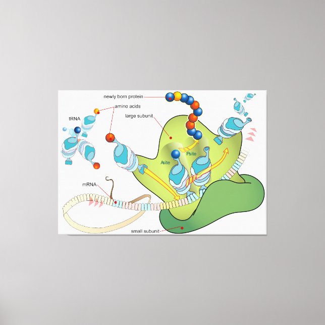 Ribosome mRNA tRNA molecules proteins Diagram  Canvastryck (Framsida)