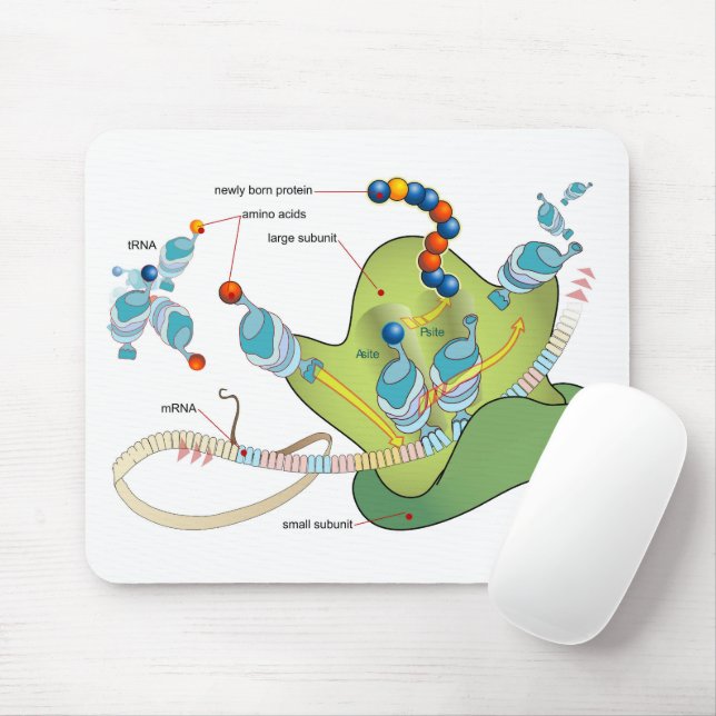 Ribosome mRNA tRNA molecules proteins Diagram  Musmatta (Med mus)