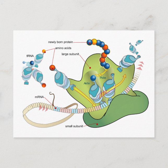 Ribosome mRNA tRNA molecules proteins Diagram  Vykort (Framsida)