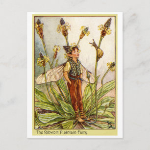 Ribwort Plaintain Fairy Vykort