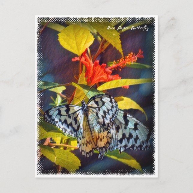 Rice Paper Butterfly Vykort (Framsida)