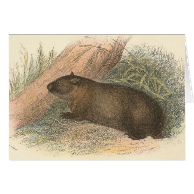Richard Lydekker - Tasmanian Wombat Hälsningskort (Framsidan Horizontal)