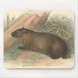 Richard Lydekker - Tasmanian Wombat Musmatta