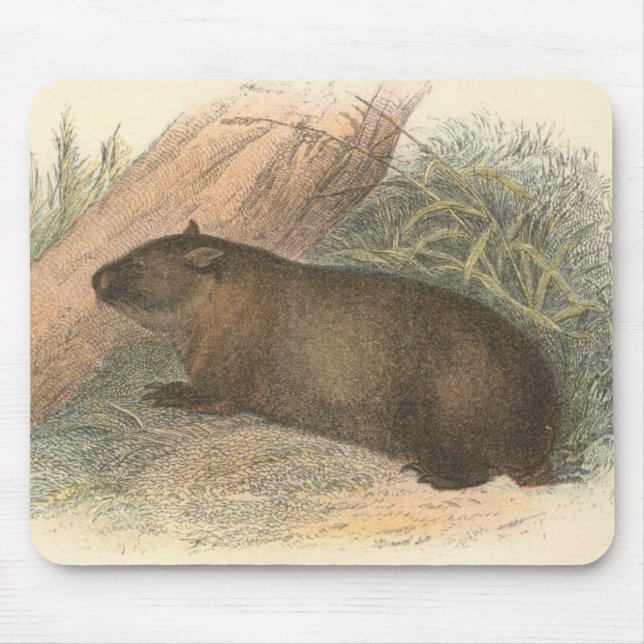 Richard Lydekker - Tasmanian Wombat Musmatta (Framsidan)